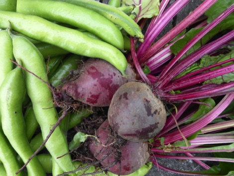 Beetroot and broad beans